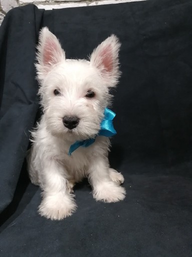 Zdjęcie oferty: West Highland White Terrier 