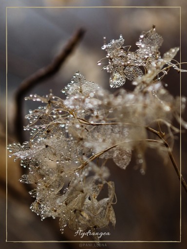 Zdjęcie oferty: Plakat Fotografia Rośliny Natura 30x40 cm