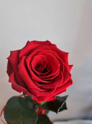 Zdjęcie oferty: Wieczna róża żywa stabilizowana prezent