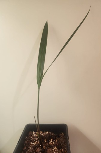 Zdjęcie oferty: Dypsis decaryi palma trójkątna