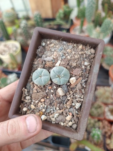 Zdjęcie oferty: LOPHOPHORA WILLIAMSI 2SZT