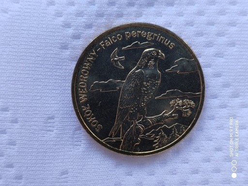 Zdjęcie oferty: moneta 2 zł sokół wędrowny 2008 rok