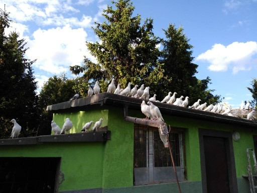 Zdjęcie oferty: Sprzedam 30 młodych gołębi 