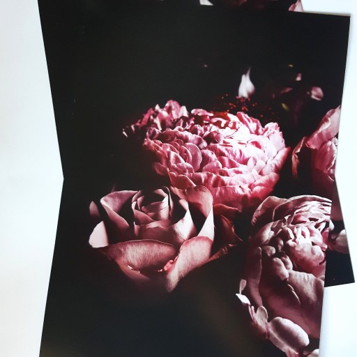 Zdjęcie oferty: plakat obrazy pastele boho peonie piwonie loft