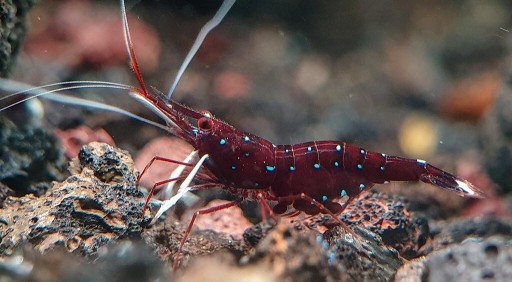 Zdjęcie oferty: Sulawesi caridina Dennerli 