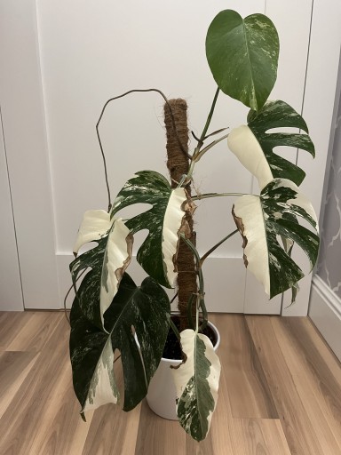 Zdjęcie oferty: Monstera deliciosa variegata piekna wariegacja 