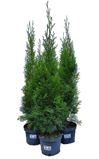 Zdjęcie oferty:  Thuja Smaragd,Tuja  Szmaragd 60cm 2l. Producent