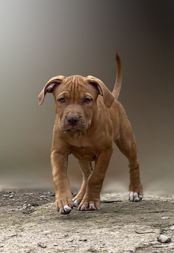 Zdjęcie oferty: Amerykański Pitbull Terrier szczenięta 