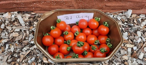 Zdjęcie oferty: pomidor Red Cherry nasiona kolekcjonerskie