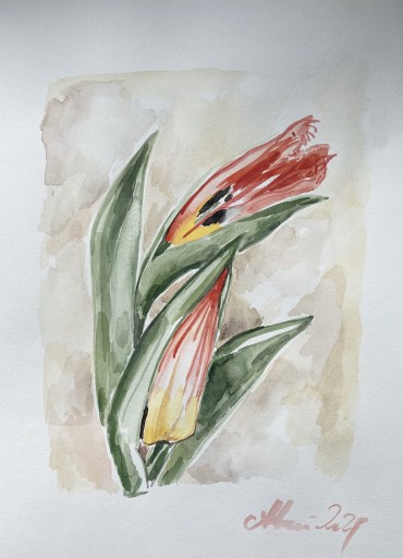 Zdjęcie oferty: „Tulipany smocze” piękna akwarela