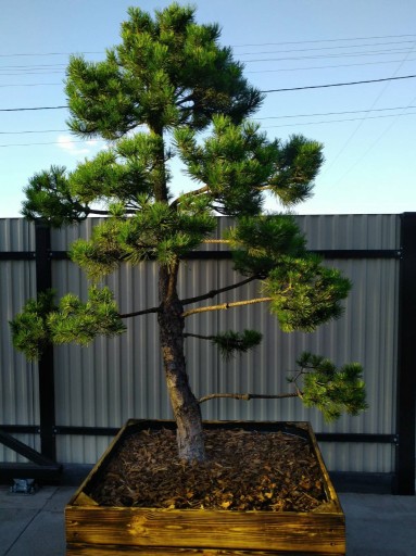 Zdjęcie oferty: Drzewko Bonsai niwaki Sosna Mugo 275cm