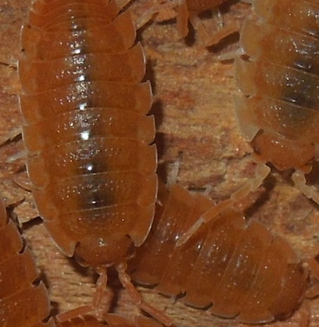 Zdjęcie oferty: porcellio laevis orange