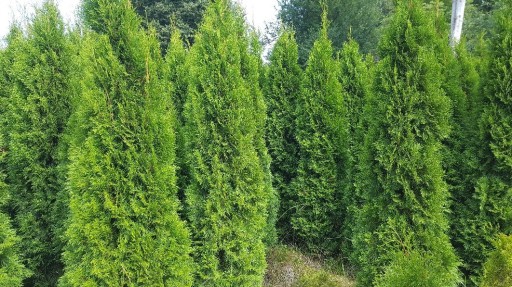 Zdjęcie oferty: Thuja smaragd, tuja szmaragd 150-200cm 49,99zł