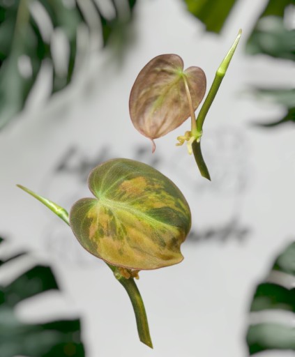 Zdjęcie oferty: Philodendron micans variegata 