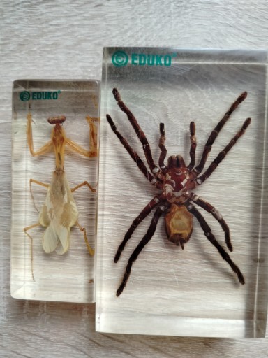 Zdjęcie oferty: Modele owadów pająk modliszka biologia