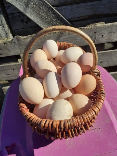 Zdjęcie oferty: Jaja wiejskie od kur z wolnego wybiegu