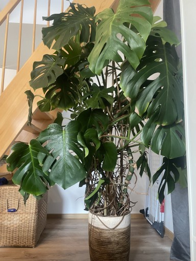 Zdjęcie oferty: Monstera duża 180 cm