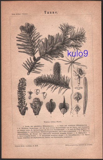 Zdjęcie oferty: DRZEWA JODŁA litografia z 1874 roku ORYGINAŁ