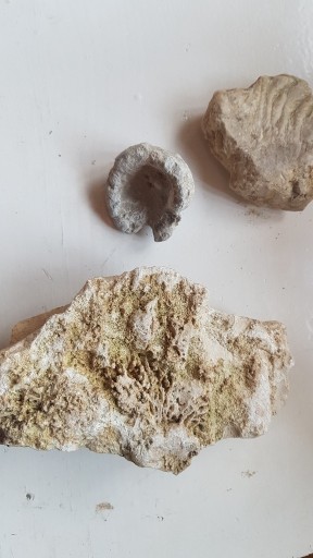 Zdjęcie oferty: Zestaw skamieniałosci, skamieliny Jura Oxford