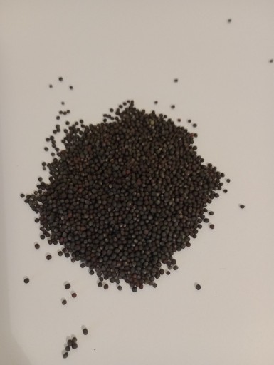 Zdjęcie oferty: Rzepak Pioneer nasiona suchy ziarno na olej 25kg