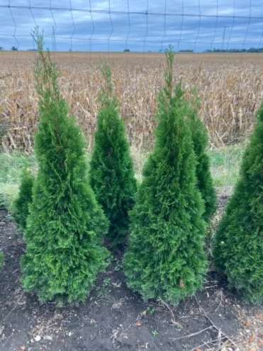 Zdjęcie oferty: TUJA SZMARAGD Thuja smaragd 100-180cm