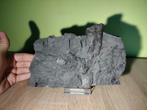 Zdjęcie oferty: Duża skamieniała szyszka z karbonu zachowana w 3D!