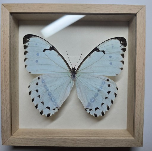 Zdjęcie oferty: Motyl w gablotce Morpho Epistrophus