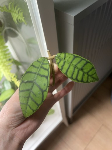 Zdjęcie oferty: Hoya callistophylla | UKORZENIONA