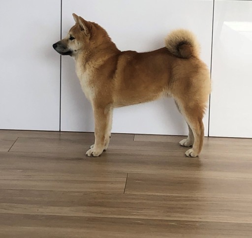 Zdjęcie oferty: Shiba Inu - Szczeniak FCI ZKWP