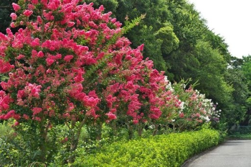 Zdjęcie oferty: Lagerstroemia Indyjska. Bez Południa. Sadzonka