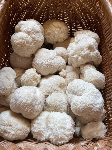 Zdjęcie oferty: Soplówka jeżowata Lion’s mane Suszona 200g zbiór2025 Brzoza