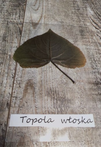 Zdjęcie oferty: Ususzony liść Topola Włoska z napisem zielnik 