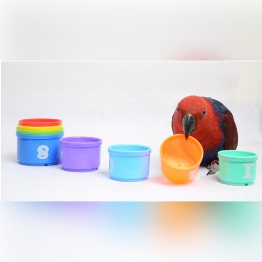 Zdjęcie oferty: Interaktywna zabawka dla Papugi