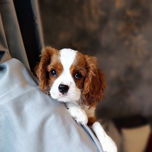 Zdjęcie oferty: Szczeniaki Cavalier King Charles Spaniel 