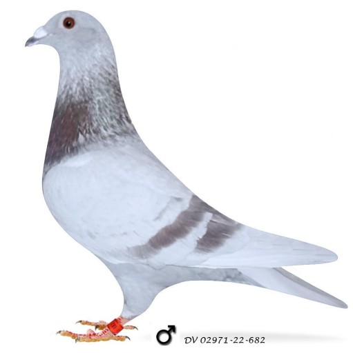 Zdjęcie oferty: ***Top Prange prawdziwy unikat "***