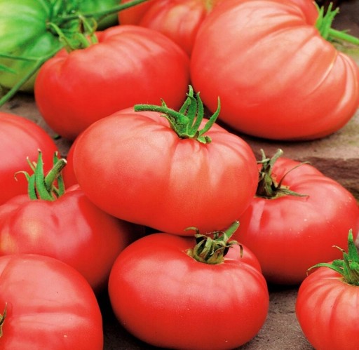 Zdjęcie oferty: Pomidor Bawole Serce. Sadzonka rozsada.