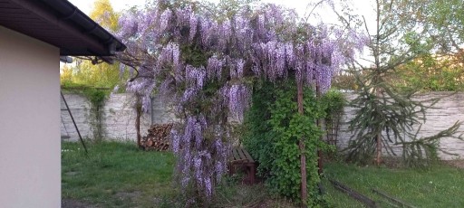 Zdjęcie oferty: Glicynia Wisteria 200cm kwiat filetowo biały