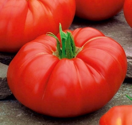 Zdjęcie oferty: Pomidor mięsisty malinowy Brutus sadzonka eko