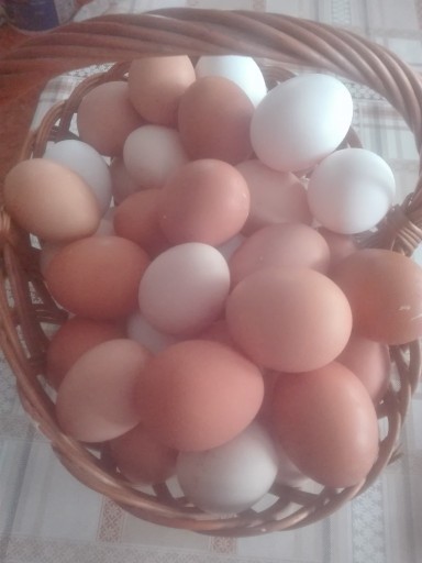 Zdjęcie oferty: jajka wiejskie