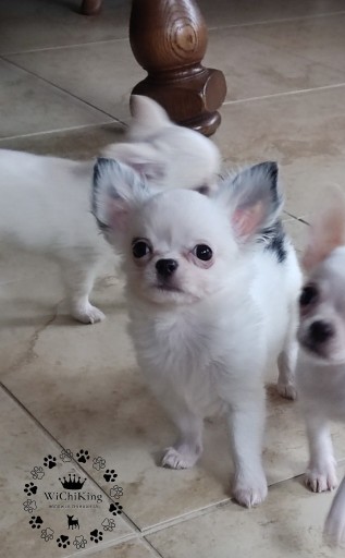 Zdjęcie oferty: Chihuahua po CHAMPIONIE  100 % rasowy ZKwP/FCI 