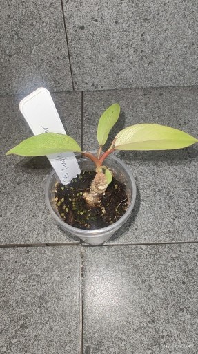 Zdjęcie oferty: Philodendron jungle foreve