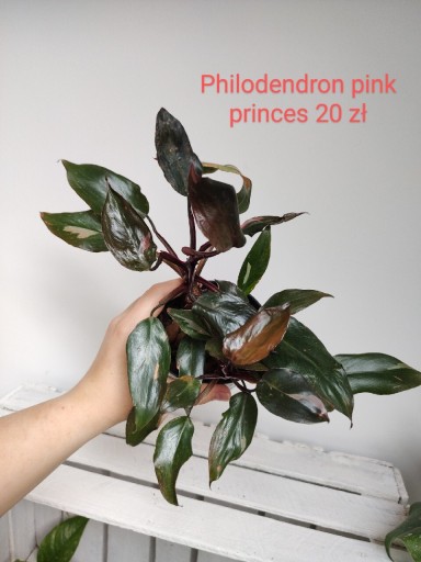 Zdjęcie oferty: Monstera philodendron epipremnum scindapsus 