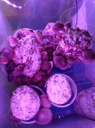 Zdjęcie oferty: Grzybnia shiitake - Twardziak japoński