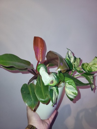 Zdjęcie oferty: Epipremnum Happy leaf, Ph Prince of Orange