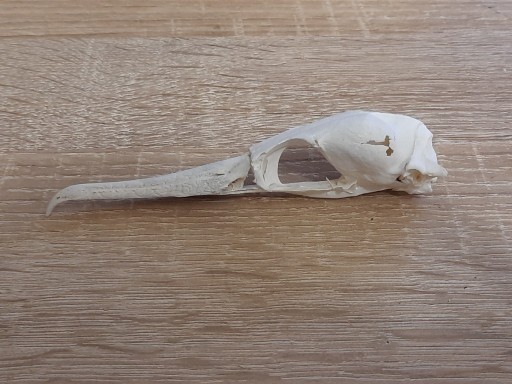 Zdjęcie oferty: Prawdziwa czaszka kormorana