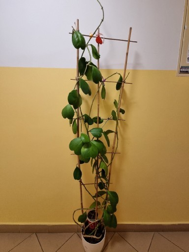 Zdjęcie oferty: Hoya Kerrii 1,80m