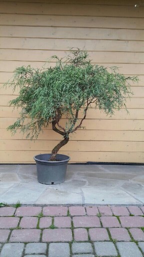 Zdjęcie oferty:  Cyprysik groszkowy bonsai