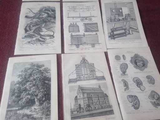 Zdjęcie oferty: Zwierzęta, Skamieliny, Kwiaty  oryginalna XIX w. grafika 