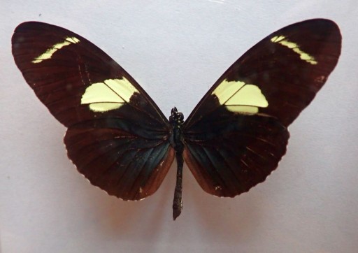 Zdjęcie oferty: Motyl Czarno Biały Heliconius sara