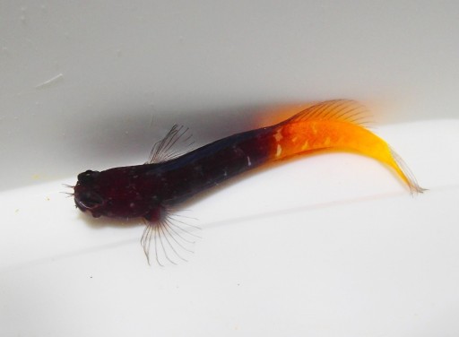 Zdjęcie oferty:  Ecsenius bicolor - ryba - akwarium morskie